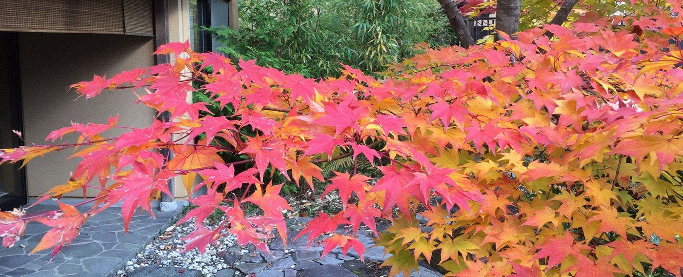 Tabist 竹葉新葉亭 函館 湯の川温泉