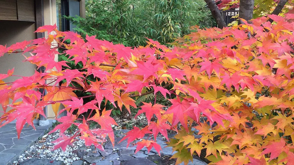 Tabist Chikuba Shinyotei Hakodate Yunokawa Onsen
