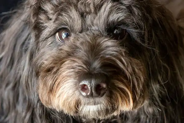 สัตว์เลี้ยง