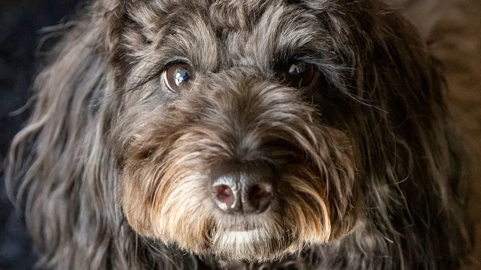 BEAUTY & SPA RESORT IZU Hohoemi no Toki