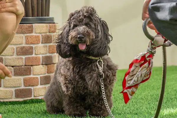 สัตว์เลี้ยง