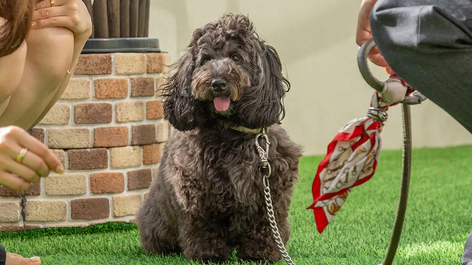 BEAUTY & SPA RESORT IZU Hohoemi no Toki