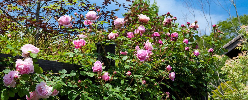 軽井沢レイクガーデン