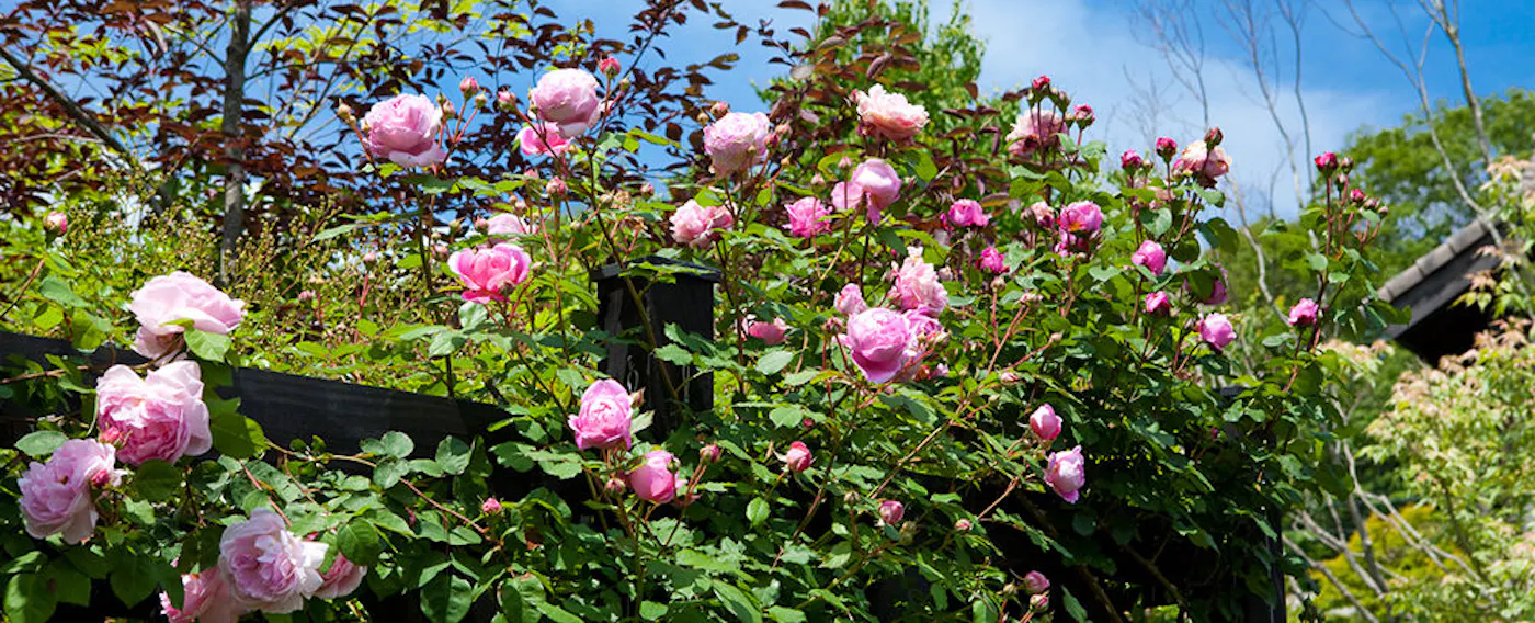 軽井沢レイクガーデン