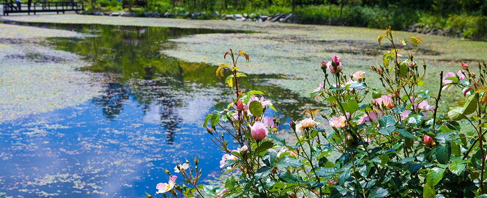 軽井沢レイクガーデン