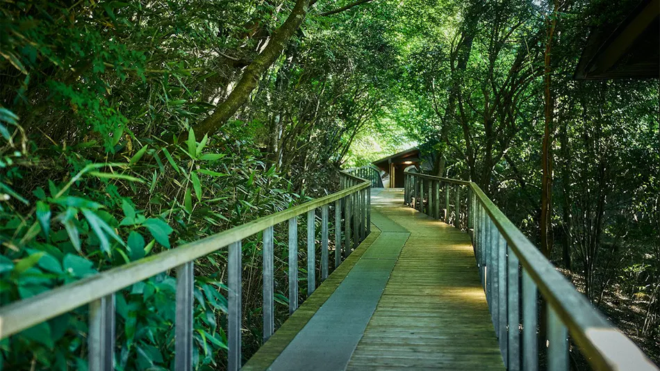 Hakone Retreat Fore