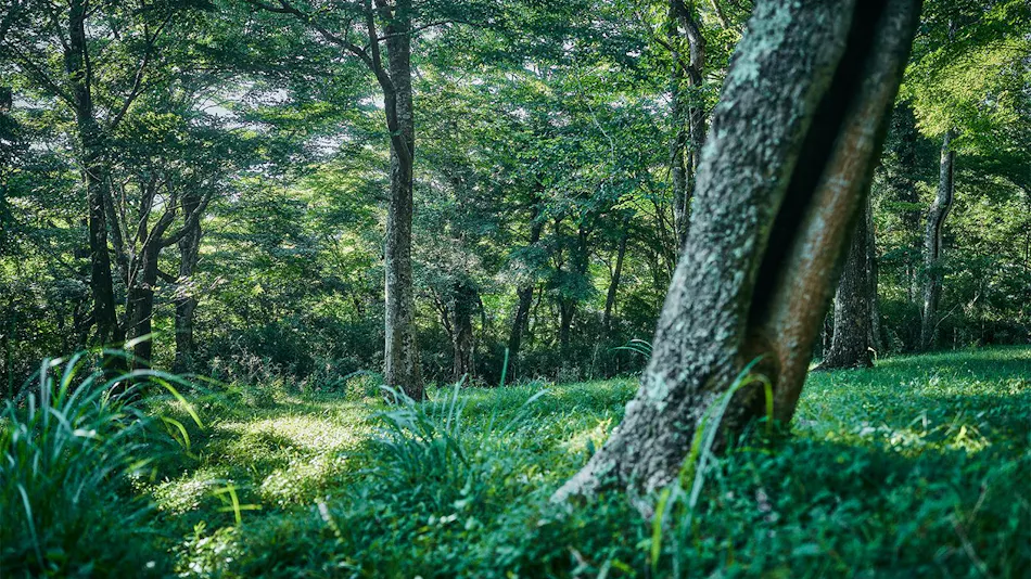 Hakone Retreat Fore