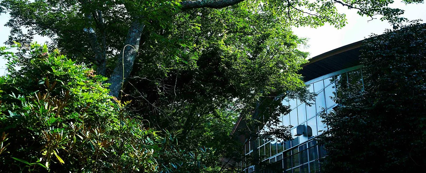 Resor hutan yang menenangkan dan menyatu dengan alam