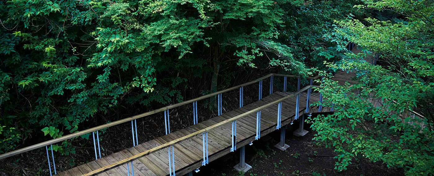 Saat berjalan di dalam hutan yang tenang, Anda akan merasakan hati perlahan menjadi lebih damai.