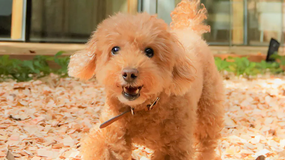 Regina Resort Old Karuizawa