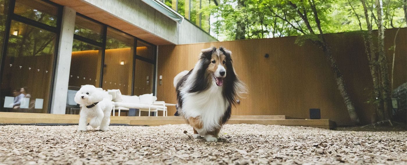 Rasai hembusan angin yang menyegarkan sambil mengeratkan ikatan bersama anjing kesayangan anda.