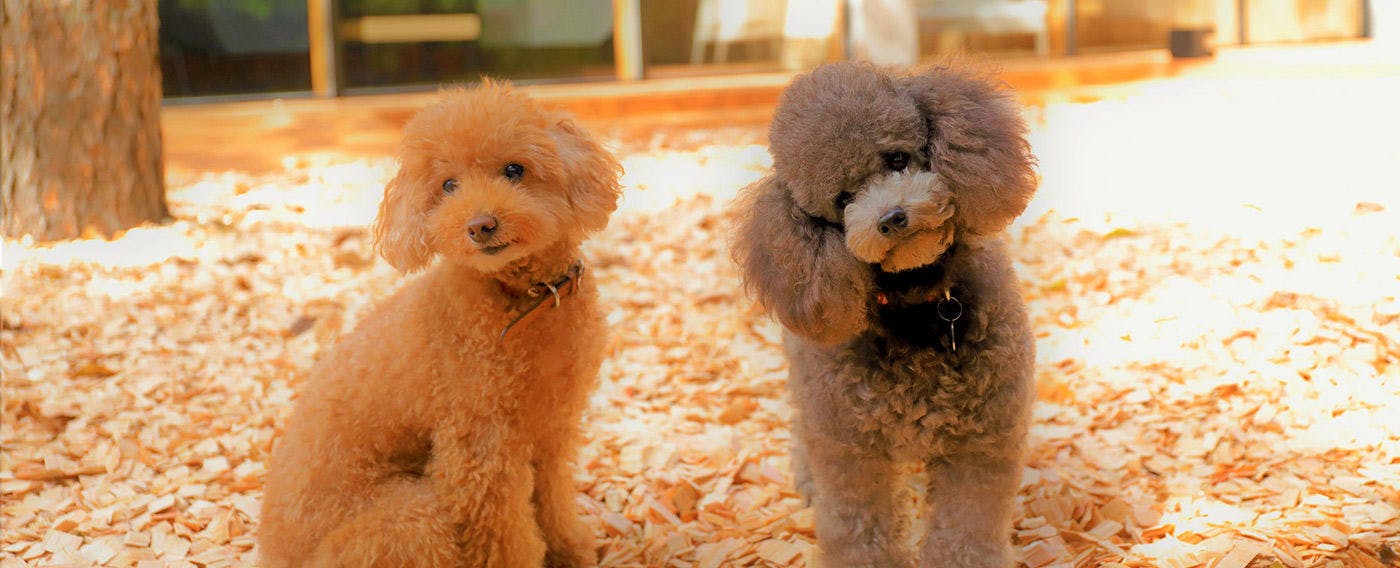 【반려견과 함께】레스토랑, 객실 어디서든 반려견과 함께 지내실 수 있습니다