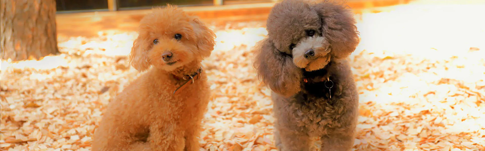 レジーナリゾート旧軽井沢