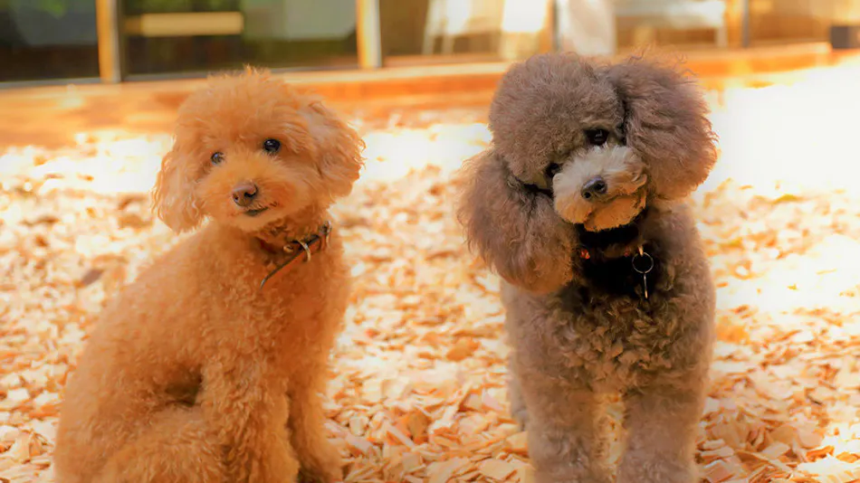 Regina Resort Old Karuizawa