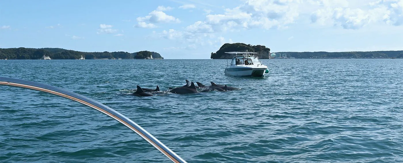 ล่องเรือชมปลาโลมา