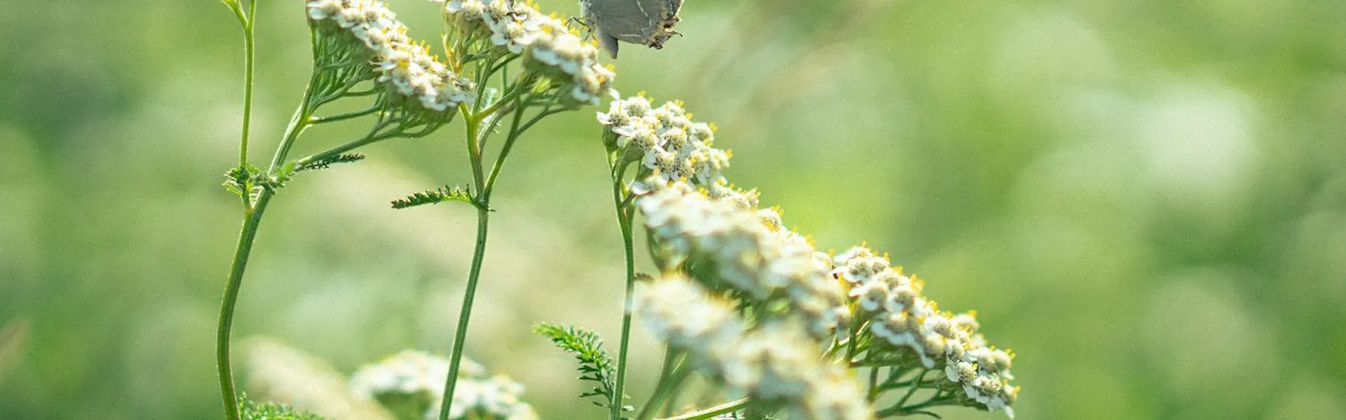 Nature Base Hotel NUPPUKOTTE(ヌップコッテ)