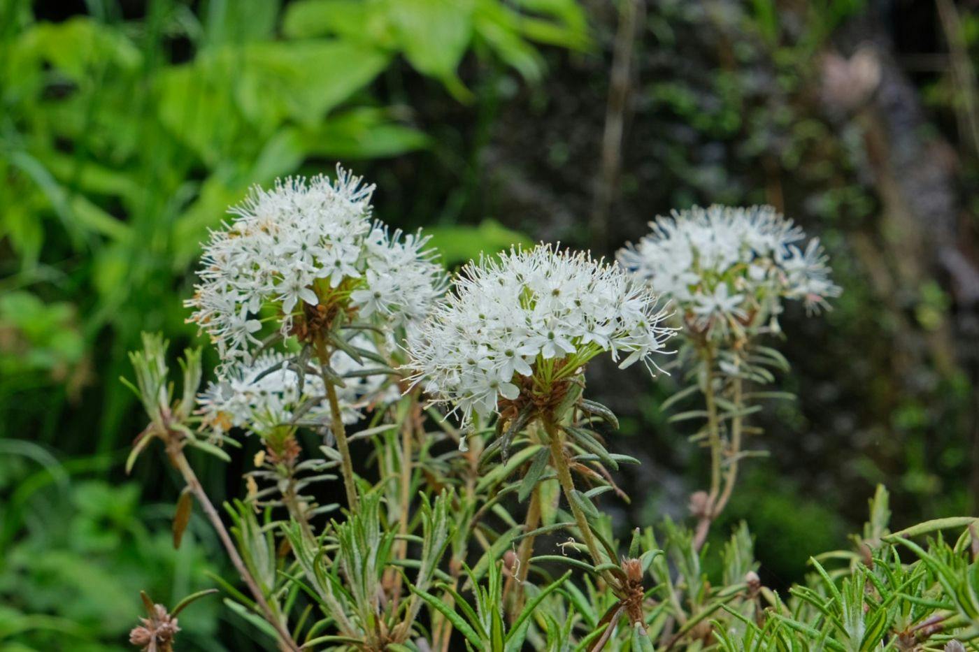 道東の野に咲く植物たち