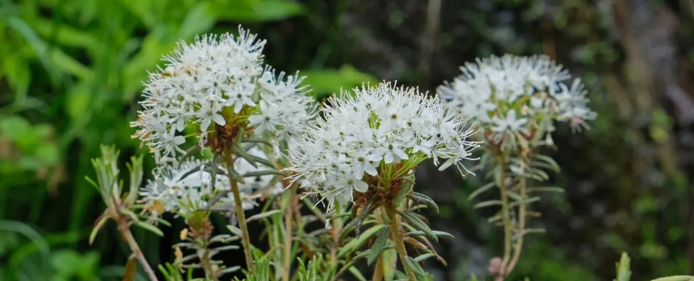 道東の野に咲く植物たち