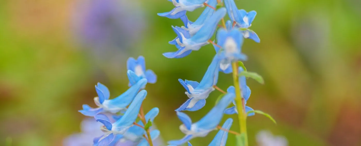 道東の野に咲く植物たち