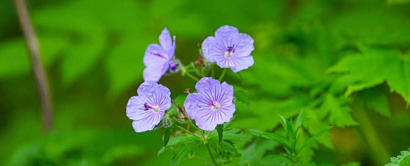 道東の野に咲く植物たち