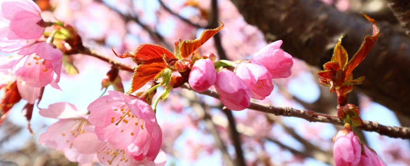 道東の野に咲く植物たち