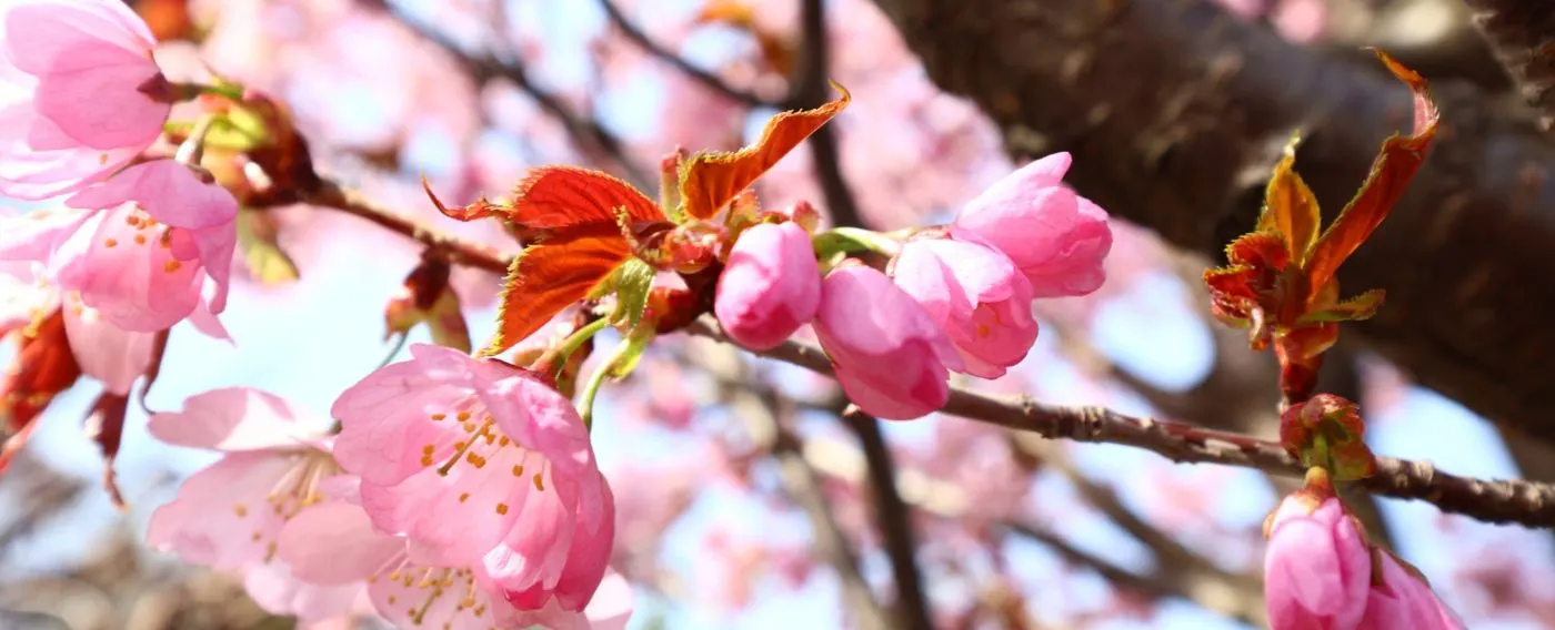 道東の野に咲く植物たち