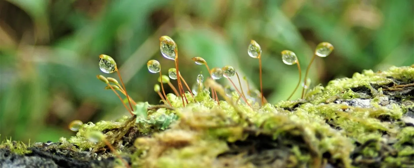 道東の野に咲く植物たち