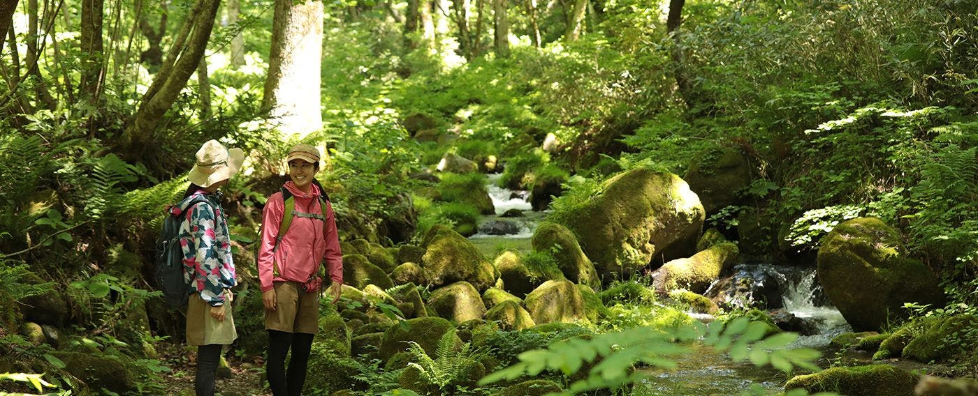 การเดินป่าและเดินเล่น