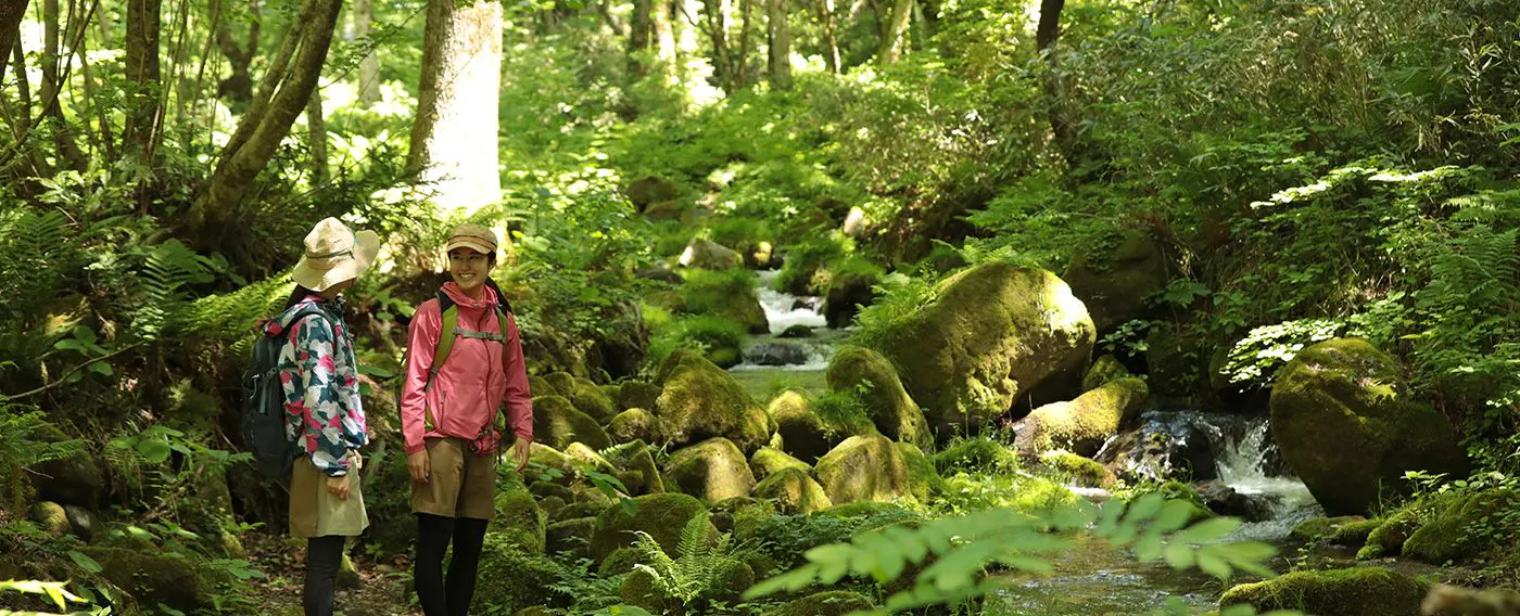 การเดินป่าและเดินเล่น