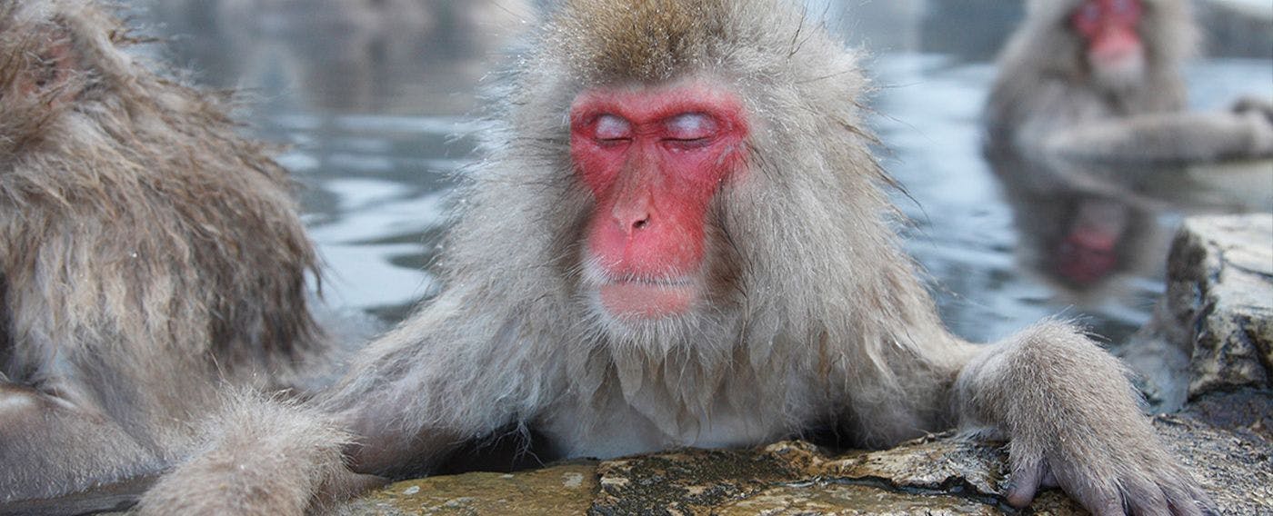 มังกี้พาร์ค