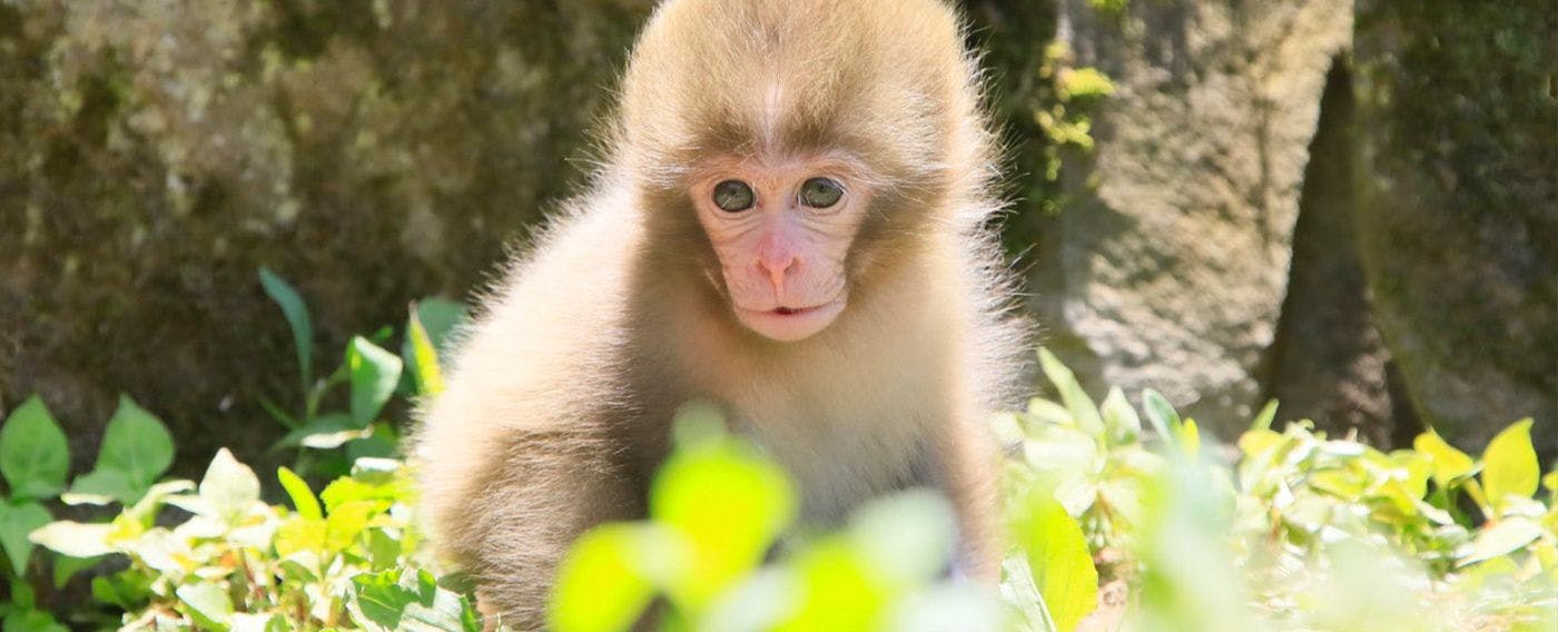 มังกี้พาร์ค