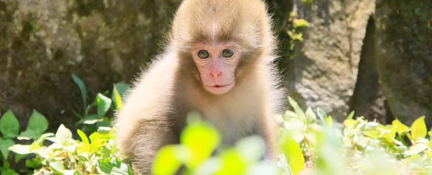 มังกี้พาร์ค