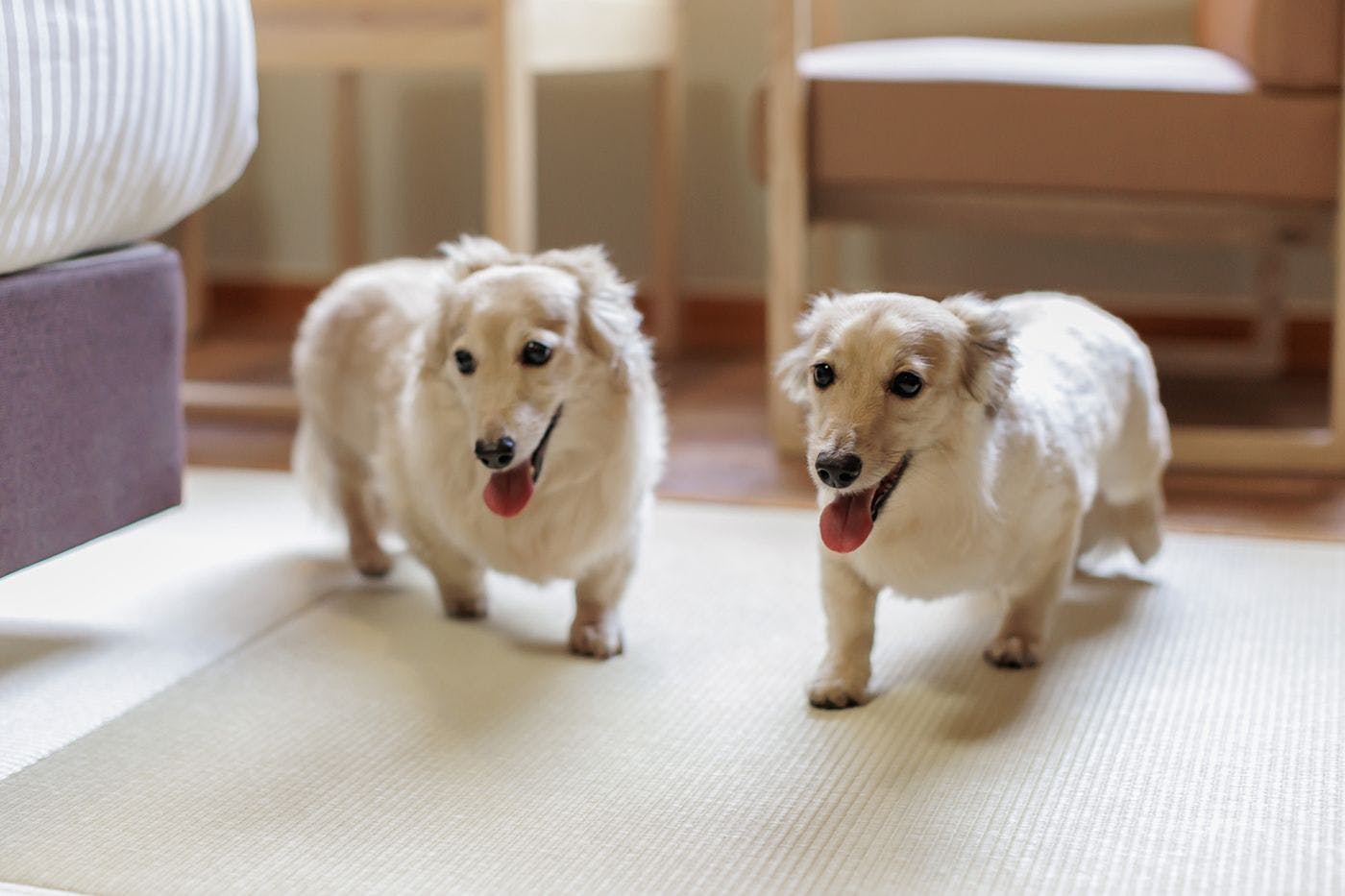 반려동물과 함께하는 숙박 이미지