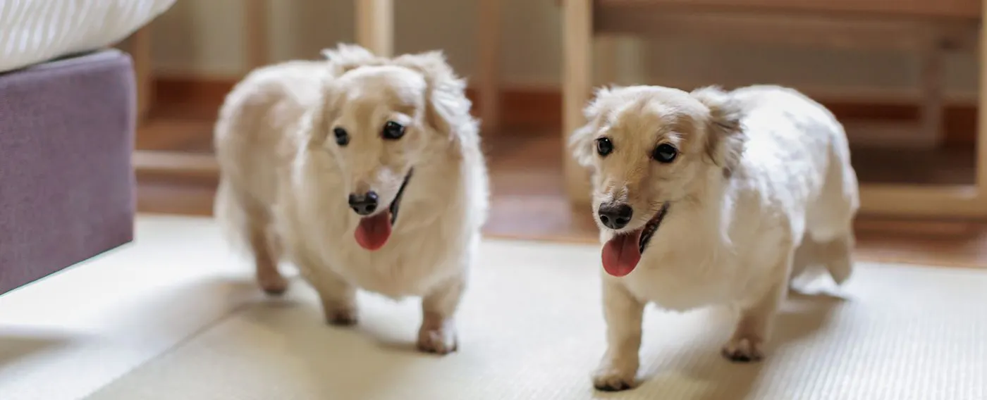 반려동물과 함께하는 숙박 이미지