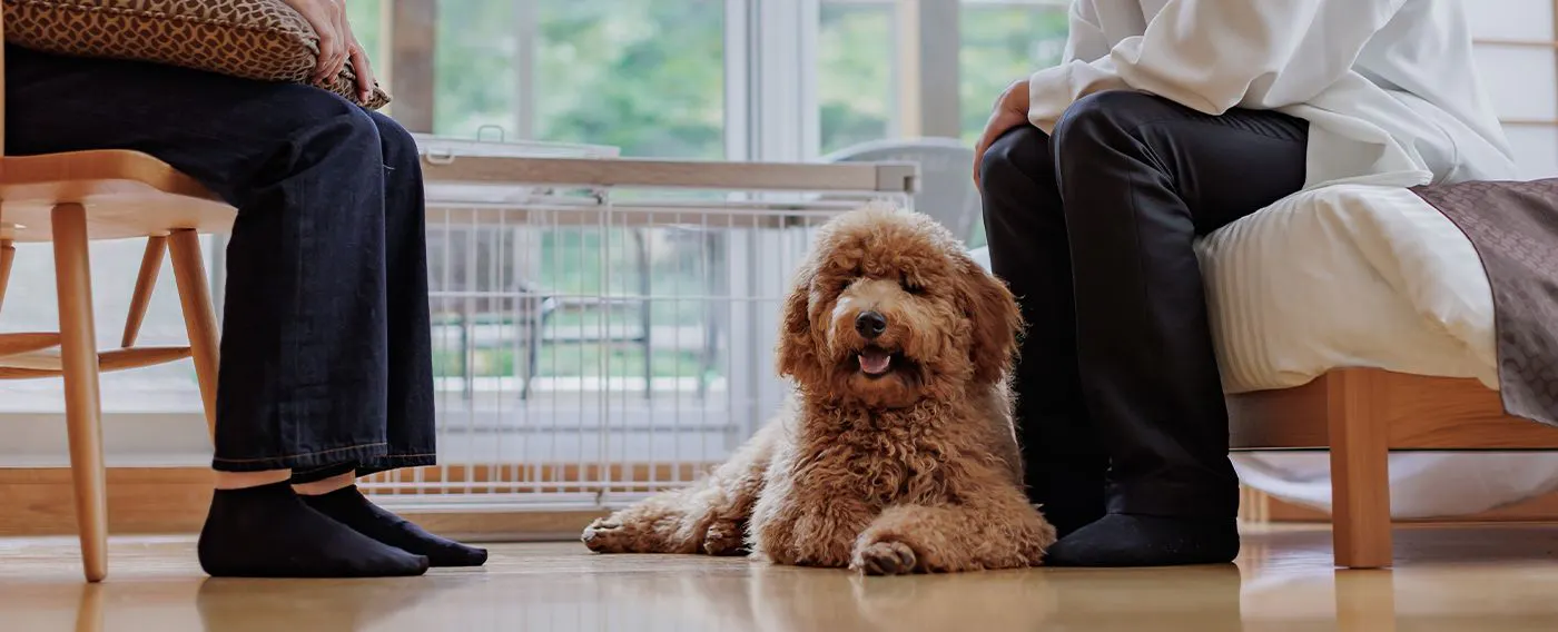 반려동물과 함께하는 숙박 이미지