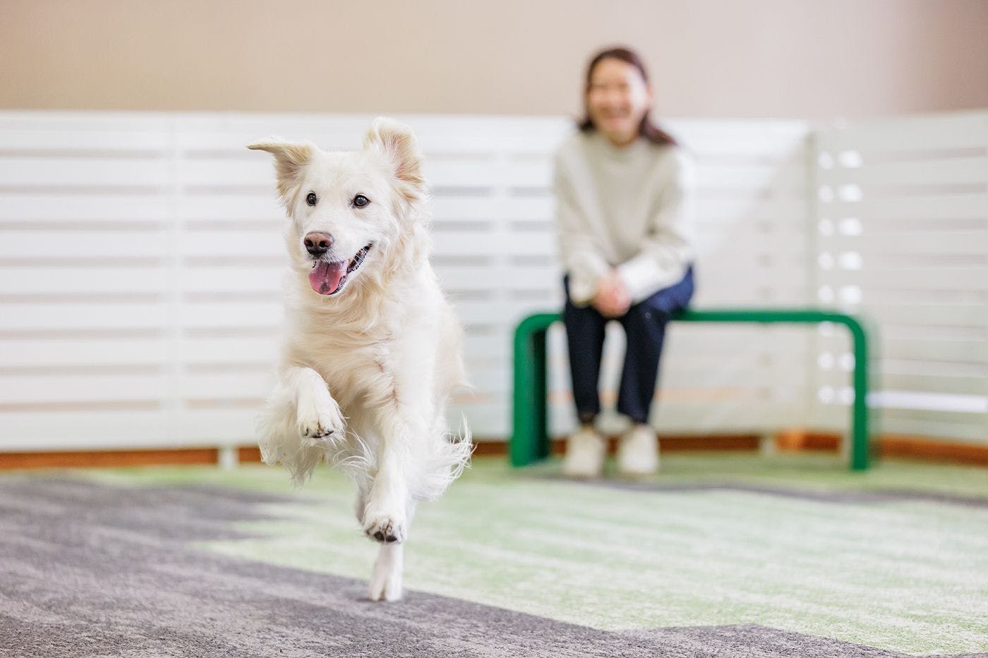 도그런(반려견 운동장)