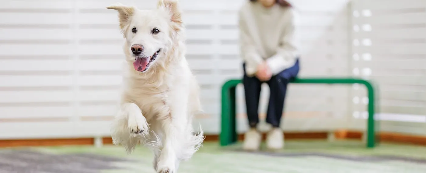 도그런(반려견 운동장)