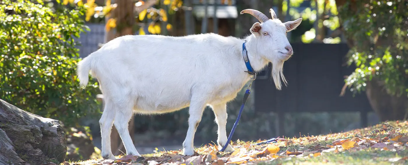 ทัศนียภาพของธรรมชาติ