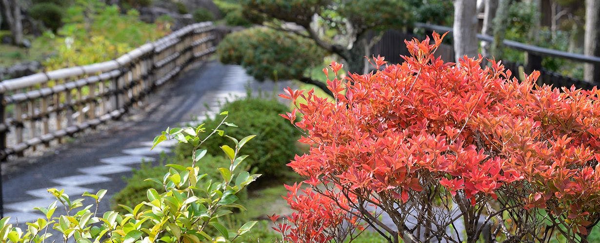 Taman Jepang dengan daun musim gugur yang memerah