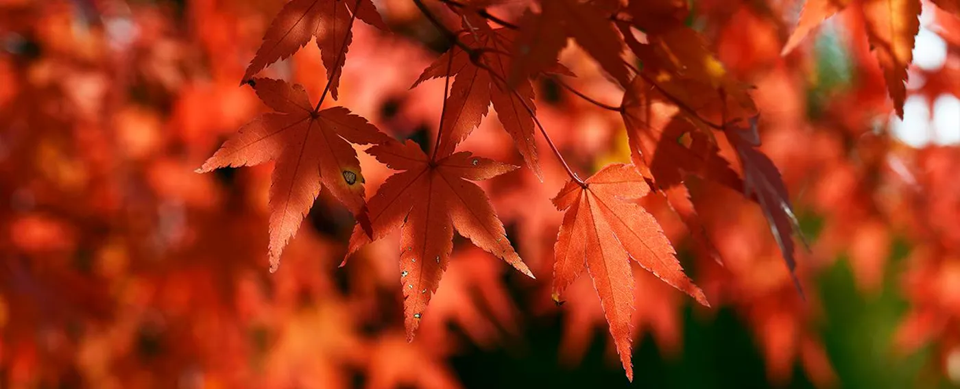 Taman Jepang dengan daun musim gugur yang memerah