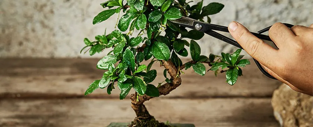 a_tpc_bonsai