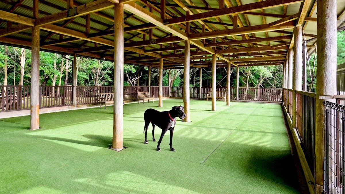 전천후 애견 놀이터