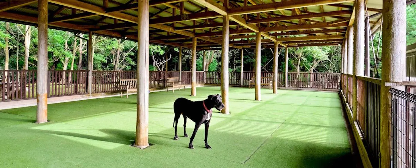 전천후 애견 놀이터