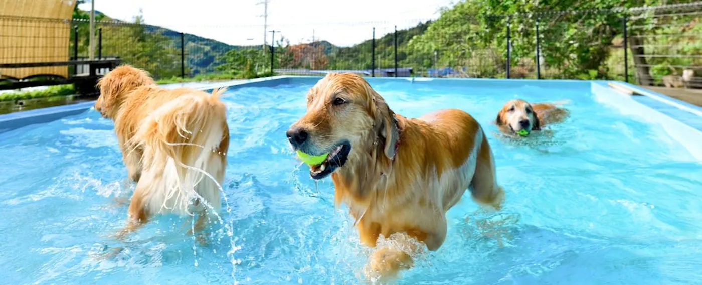 강아지 수영장