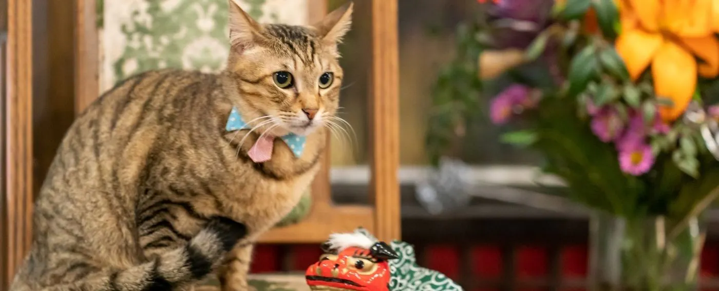 แมวประจำร้าน