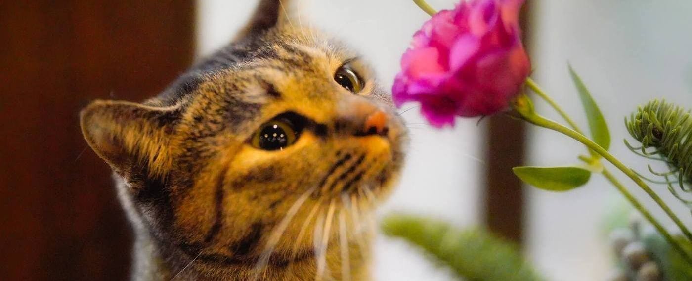 แมวประจำร้าน