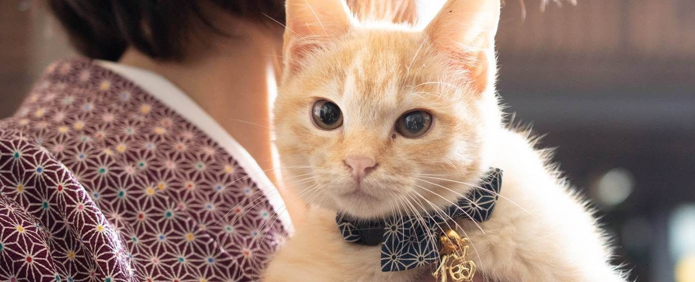 แมวประจำร้าน