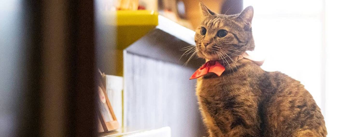 แมวประจำร้าน