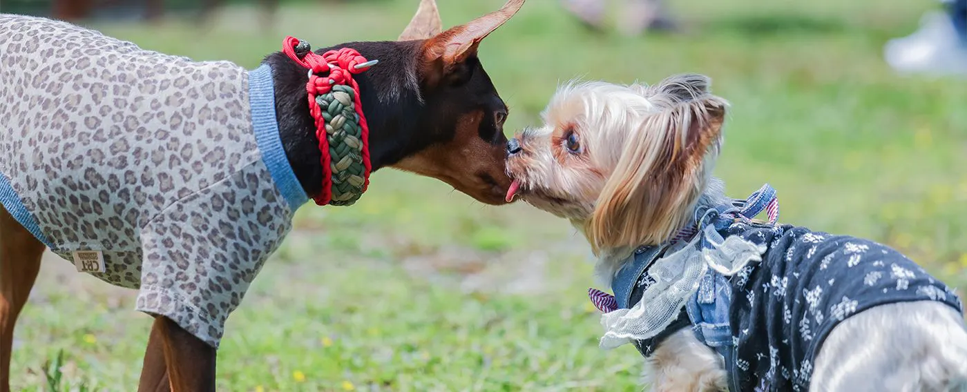 ภาพตัวอย่างการใช้ลานวิ่งสุนัข
