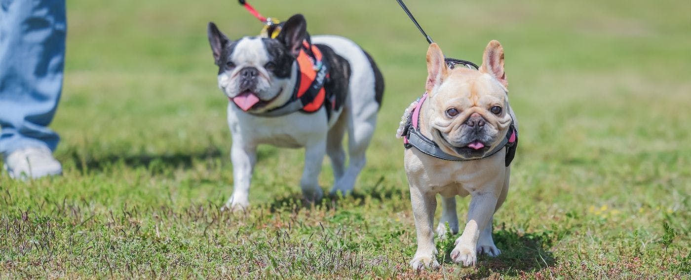 ภาพตัวอย่างการใช้ลานวิ่งสุนัข
